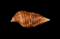 藏品(紅斑塔旋螺)的圖片